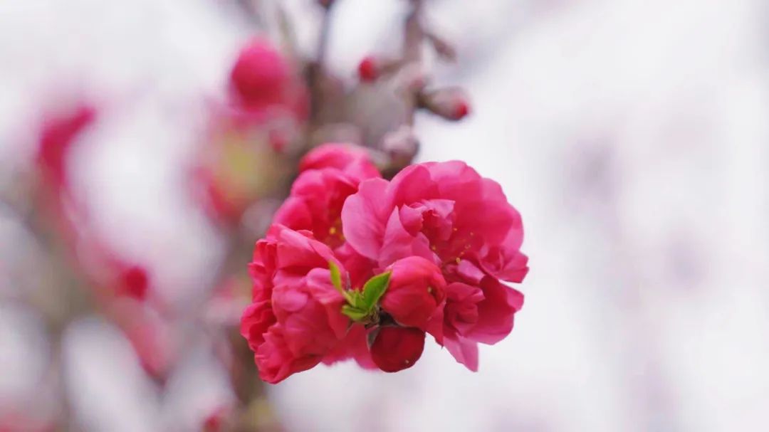 轉(zhuǎn)存圖片