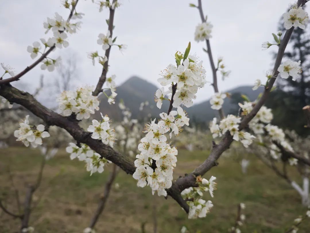 轉(zhuǎn)存圖片