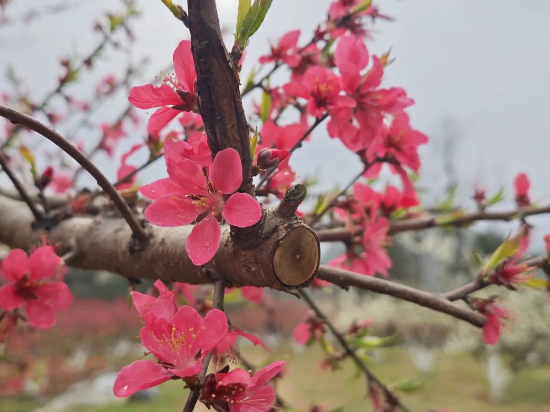 轉(zhuǎn)存圖片