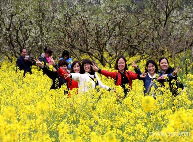 花海吸引無數(shù)游客到來。 張偉 攝.jpg